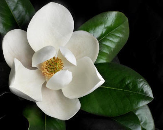 doTERRA Magnolia Touch Michelia alba 10 ml--used
