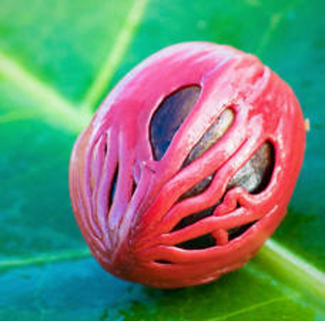 Nutmeg Essential Oil myristica Fragrans 100 Pure and Etsy