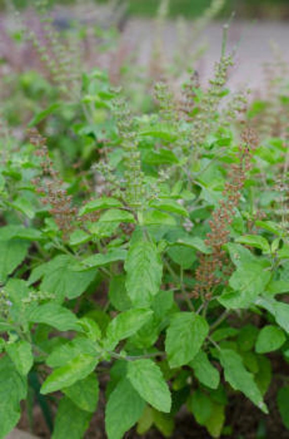 Buy Silky Scents Patchouli Dark Organic Essential Oil (pogostemon 