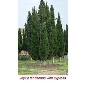Olejek eteryczny z cyprysu wieczniezielonego (Cupressus Sempervirens. Znany również jako cyprys śródziemnomorski lub cyprys włoski) 100% czysty i naturalny zdjęcie 3