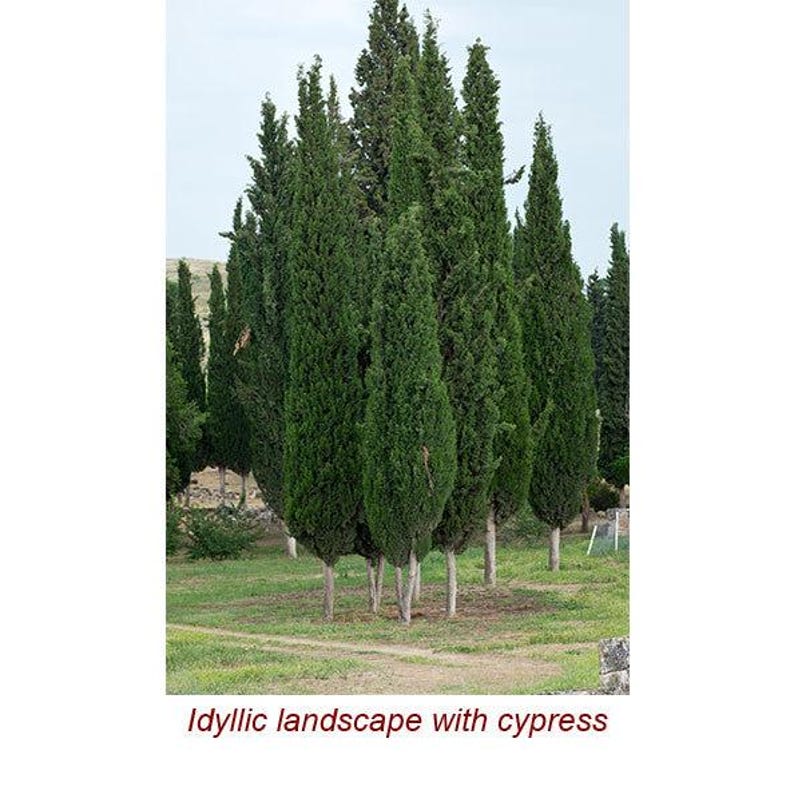 Olejek eteryczny z cyprysu wieczniezielonego (Cupressus Sempervirens. Znany również jako cyprys śródziemnomorski lub cyprys włoski) 100% czysty i naturalny zdjęcie 3