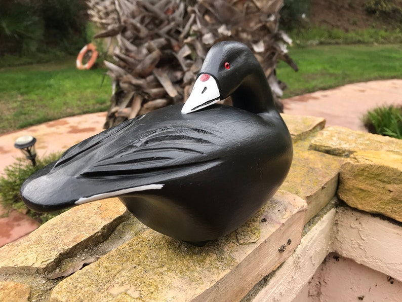 Coot Confidence/Hunting Decoy in the preening position Etsy