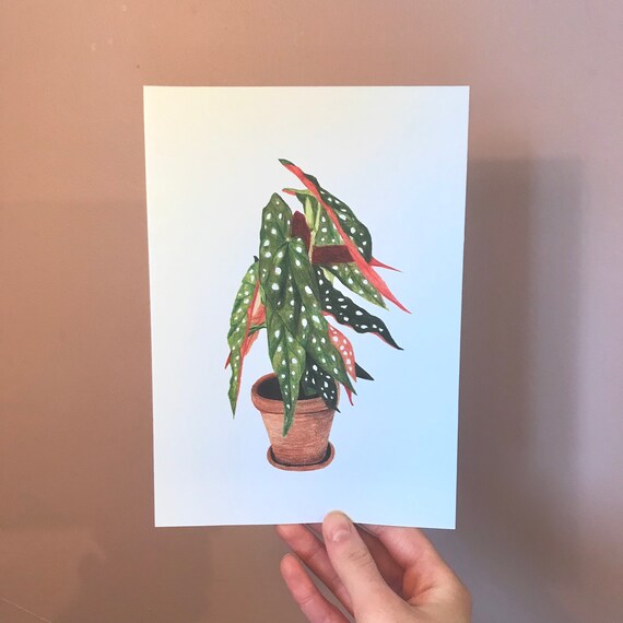 Polka Dot Begonia Illustration/ House plant illustration/ | Etsy