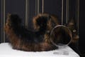 Dark Brown Faux Fur German Shepherd Ears with Gauges Headband and Tail Set
