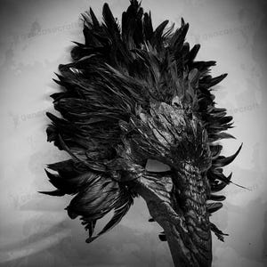 Schwarzer Vogel gebogener Schnabel Lange Nase Schädel Gesichtsmaske Top Feder Halloween Kostüm Party Maskerade Raven Crow Pest Doktor Maske | Party Maske Bild 15
