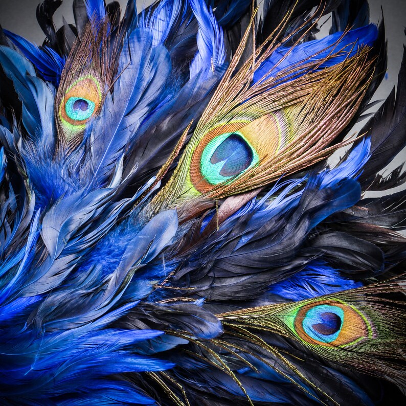 May include: Close-up of a peacock feather with blue, green, and brown colors. The feather has a large eye pattern with a blue and green center.