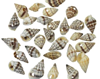 6 Drilled Spiral Sea Shell charms Seashells Beach Cottage Decor Nautical NSS001