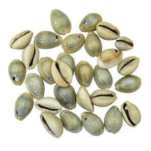 Puede incluir: Una colección de aproximadamente 25 conchas de cauri, un tipo de caracol marino, en varios tonos de verde y marrón. Las conchas son lisas y brillantes, con una textura natural y orgánica.