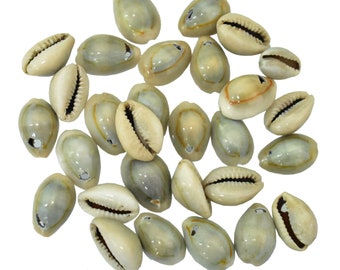 都合により… COWRIES マリコリセテダカラガイ 貝殻 おまけ付き