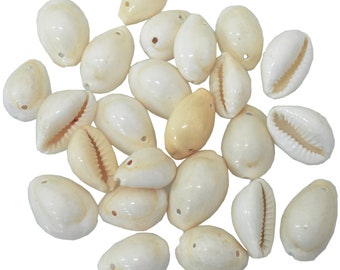 May include: A collection of white cowrie shells, some with a slight cream color, arranged in a pile on a white background.