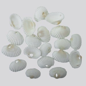 Cup Shell Beads Tiny sea shells Natural small seashells,craft Shells mini cup shells Beads Single Hole SeaShell White-16x22MM 50Gram