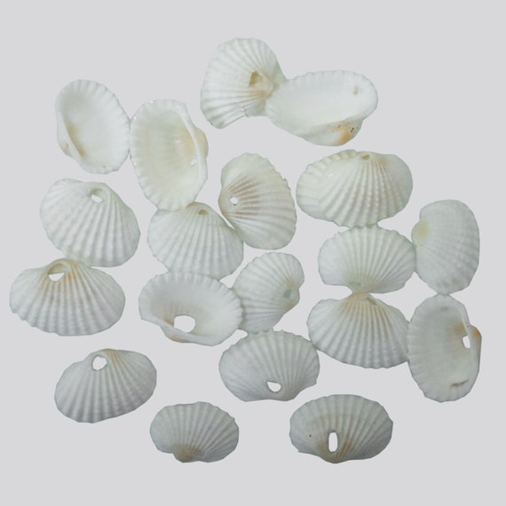 Small Shell Beads Small Shell Beads