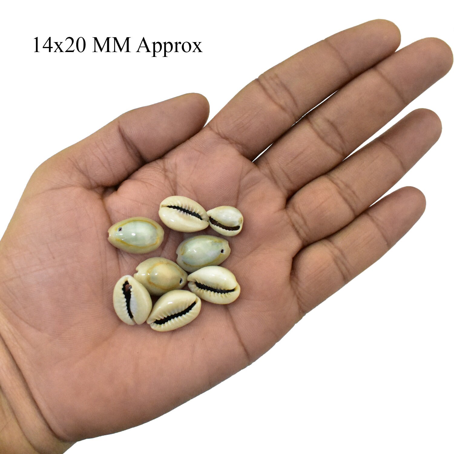 エヌです　COWRIES　マリコリセテダカラガイ　貝殻　おまけ付き エヌ様専用です COWRIES マリコリセテダカラガイ 貝殻 おまけ付き