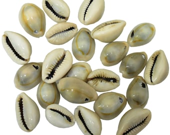 May include: A collection of approximately 20 cowrie shells, a type of sea snail, in various shades of cream and beige. The shells have a smooth, glossy finish and a dark brown line running along the center of each shell.
