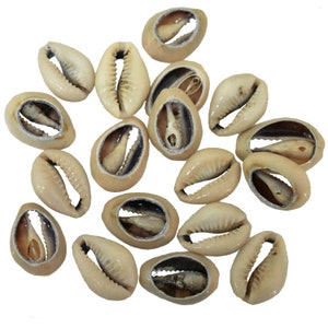 May include: A collection of cowrie shells, each with a distinctive black and white pattern on the inside. The shells are smooth and have a natural beige color.