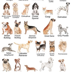 Może przedstawiać: Akwarelowa ilustracja r&oacute;żnych ras ps&oacute;w, w tym Beagle, Jamnik, Buldog Francuski i Border Collie. Inne rasy to Corgi, Dalmatyńczyk i Owczarek Niemiecki. Obraz przedstawia łącznie 25 r&oacute;żnych ras ps&oacute;w.