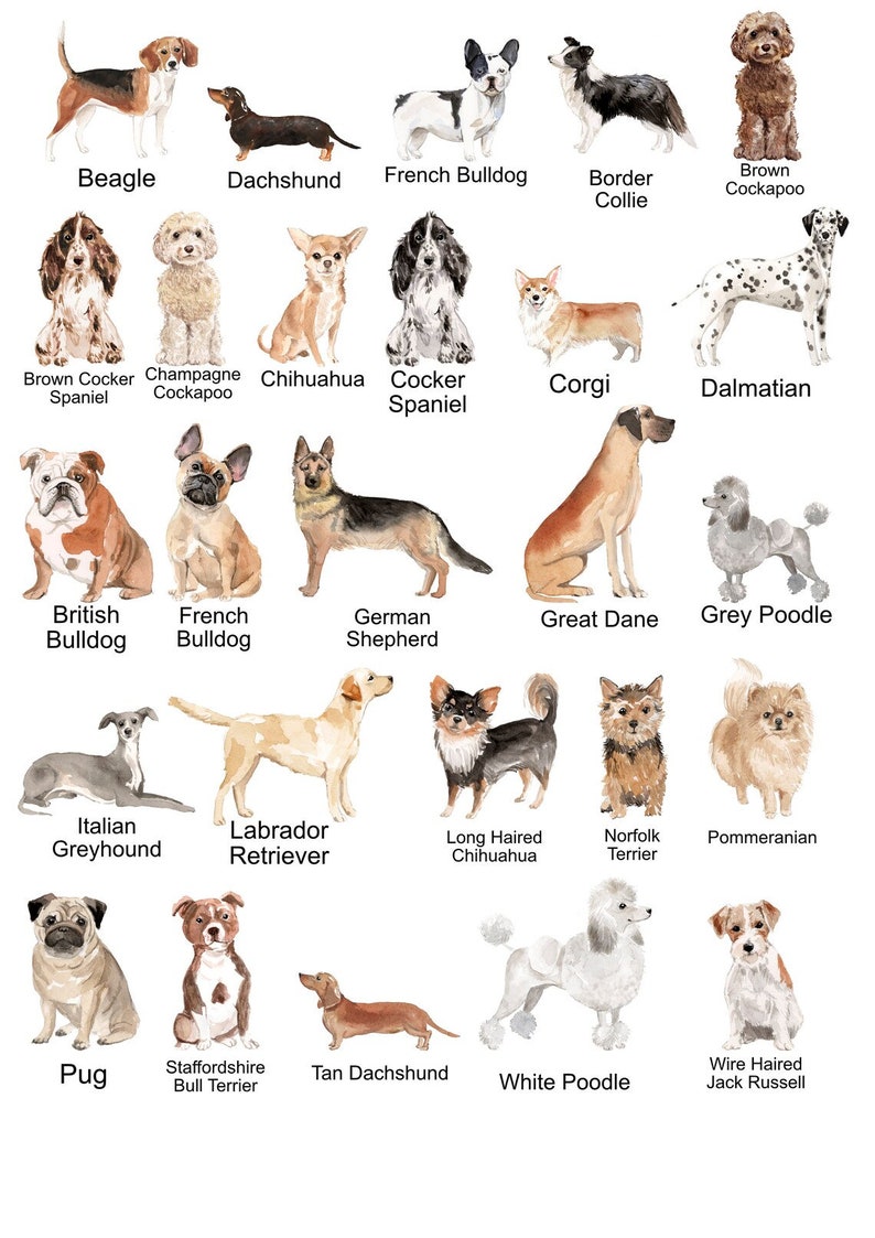 Może przedstawiać: Akwarelowa ilustracja r&oacute;żnych ras ps&oacute;w, w tym Beagle, Jamnik, Buldog Francuski i Border Collie. Inne rasy to Corgi, Dalmatyńczyk i Owczarek Niemiecki. Obraz przedstawia łącznie 25 r&oacute;żnych ras ps&oacute;w.