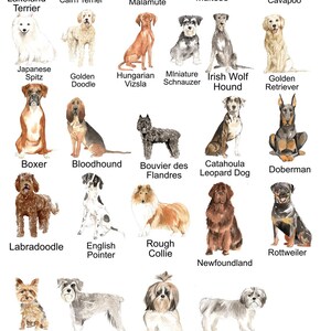 Może przedstawiać: Akwarelowe ilustracje r&oacute;żnych ras ps&oacute;w, w tym Lakeland Terrier, Cairn Terrier, Malamute, Maltańczyk, Cavapoo, Szpic Japoński, Golden Doodle, Węgierski Vizsla, Miniaturowy Sznaucer i Chart Irlandzki.