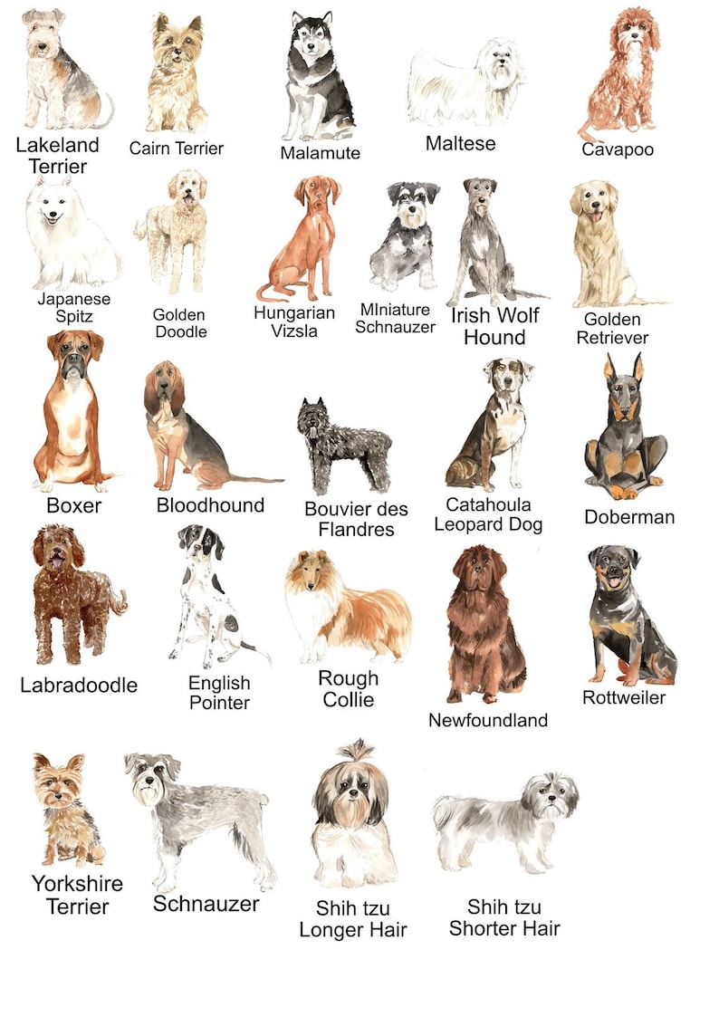Może przedstawiać: Akwarelowe ilustracje r&oacute;żnych ras ps&oacute;w, w tym Lakeland Terrier, Cairn Terrier, Malamute, Maltańczyk, Cavapoo, Szpic Japoński, Golden Doodle, Węgierski Vizsla, Miniaturowy Sznaucer i Chart Irlandzki.