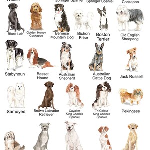 Może przedstawiać: Akwarelowe ilustracje r&oacute;żnych ras ps&oacute;w, w tym Westie, Border Terrier i Black English Springer Spaniel. Każdy pies jest oznaczony nazwą rasy wyraźną, czytelną czcionką.