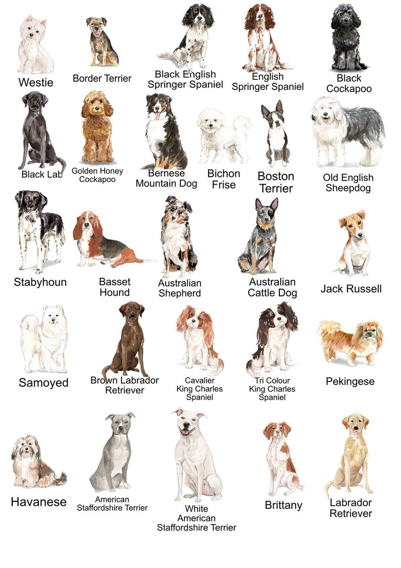 Może przedstawiać: Akwarelowe ilustracje r&oacute;żnych ras ps&oacute;w, w tym Westie, Border Terrier i Black English Springer Spaniel. Każdy pies jest oznaczony nazwą rasy wyraźną, czytelną czcionką.