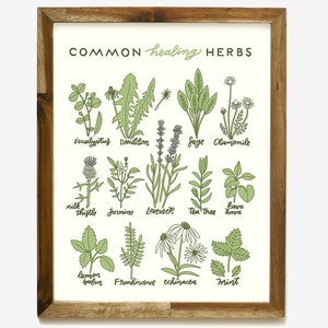 Healing Herbs 11 x 14 Screen Print image 2