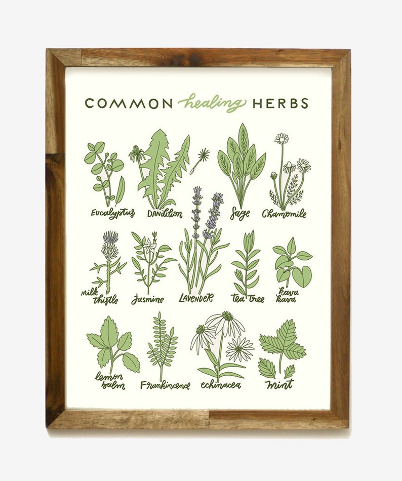 Healing Herbs 11 x 14 Screen Print image 2