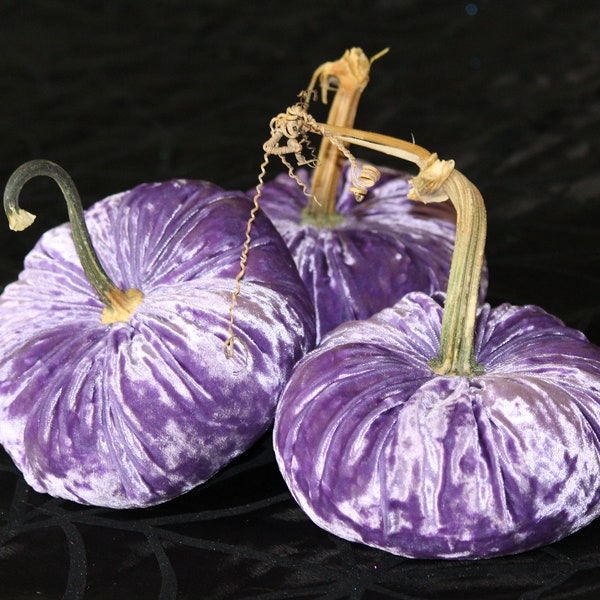 Violet Purple Velvet Pumpkins with Real Stems