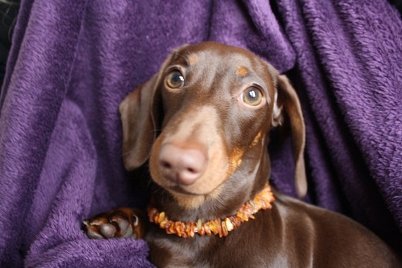 baltic amber flea collar