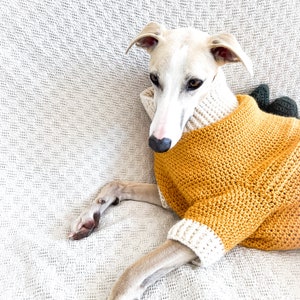 May include: A light tan dog with dark eyes and a black nose wearing a mustard yellow crocheted sweater. The sweater features a high ribbed cream-colored collar and matching cream-colored ribbed cuffs on the sleeves. A dark green accent is visible.