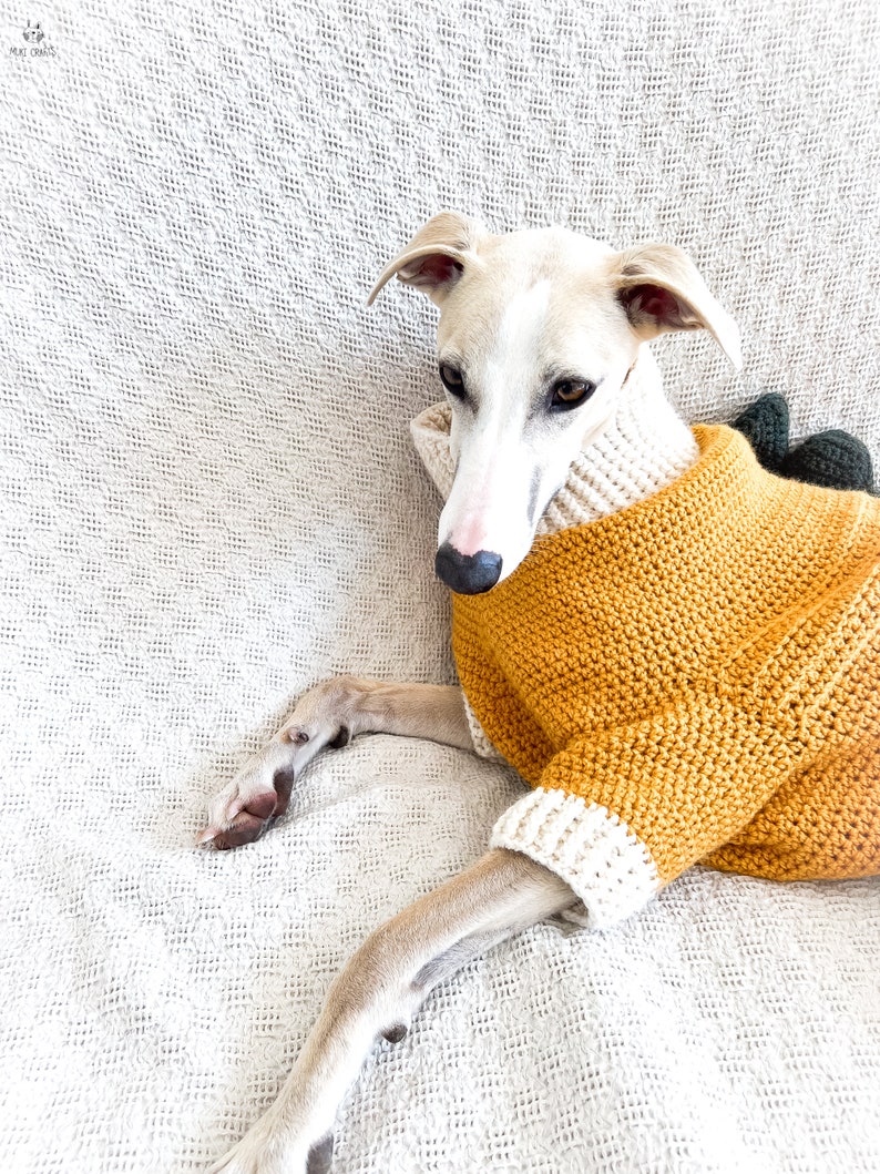May include: A light tan dog with dark eyes and a black nose wearing a mustard yellow crocheted sweater. The sweater features a high ribbed cream-colored collar and matching cream-colored ribbed cuffs on the sleeves. A dark green accent is visible.