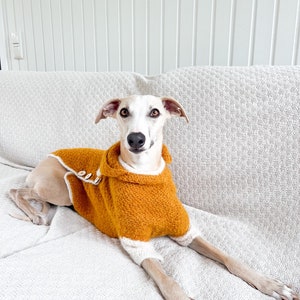 May include: A Whippet dog wearing a textured mustard yellow knitted sweater with a high collar, white trim, and two light-colored wooden buttons on the side. The sweater features long sleeves with white cuffs, providing a snug fit for the dog.