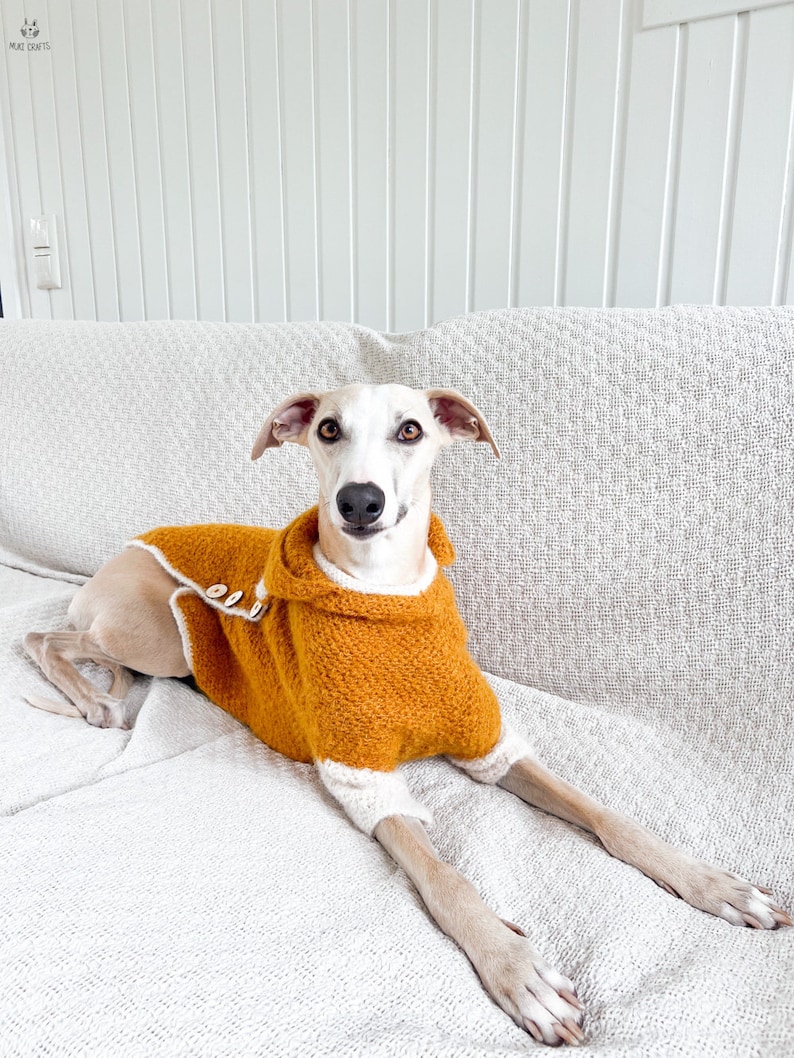 May include: A Whippet dog wearing a textured mustard yellow knitted sweater with a high collar, white trim, and two light-colored wooden buttons on the side. The sweater features long sleeves with white cuffs, providing a snug fit for the dog.