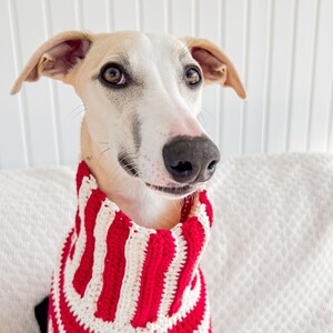 May include: A light-colored dog wearing a red and white striped sweater. The dog has a white face with tan ears and brown eyes. The sweater is a thick knit with alternating red and white stripes.