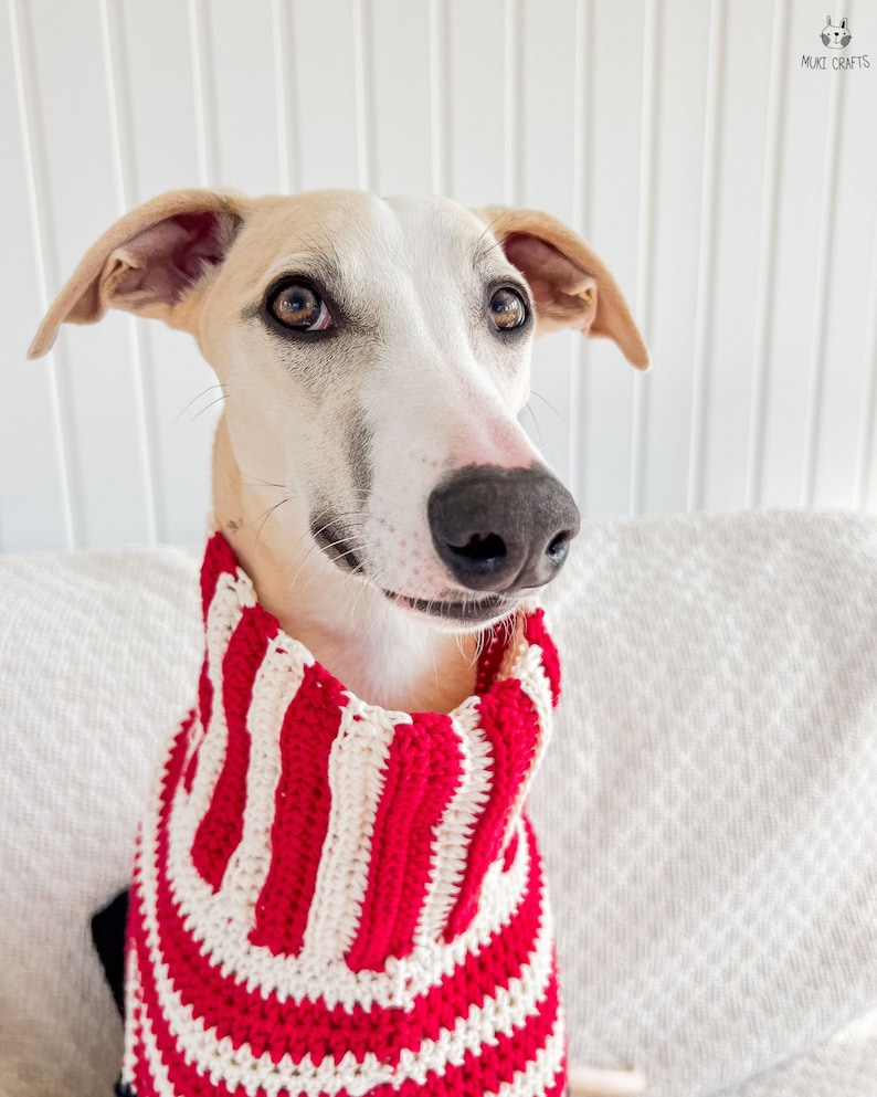 May include: A light-colored dog wearing a red and white striped sweater. The dog has a white face with tan ears and brown eyes. The sweater is a thick knit with alternating red and white stripes.