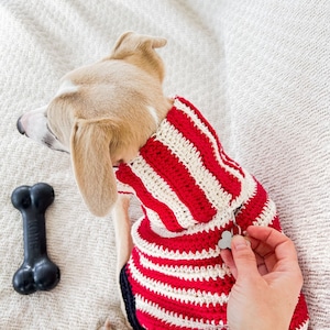 May include: A small dog wearing a red and white striped crochet sweater. A black bone-shaped dog toy is next to the dog. The dog is wearing a small tag. The sweater has a zipper.