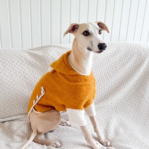 May include: A tan dog wearing a mustard yellow knitted sweater with white trim on the sleeves and collar. The sweater features a hood and a side closure with three small white buttons along the edge. The garment has a textured, chunky knit.