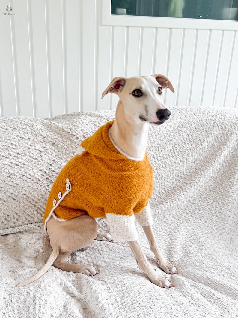 May include: A tan dog wearing a mustard yellow knitted sweater with white trim on the sleeves and collar. The sweater features a hood and a side closure with three small white buttons along the edge. The garment has a textured, chunky knit.