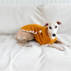 May include: A mustard yellow knitted dog sweater with a white trim along the edges and three small light-colored buttons on the side. The sweater features a textured knit pattern and is worn by a light-colored dog with large, expressive brown eyes.
