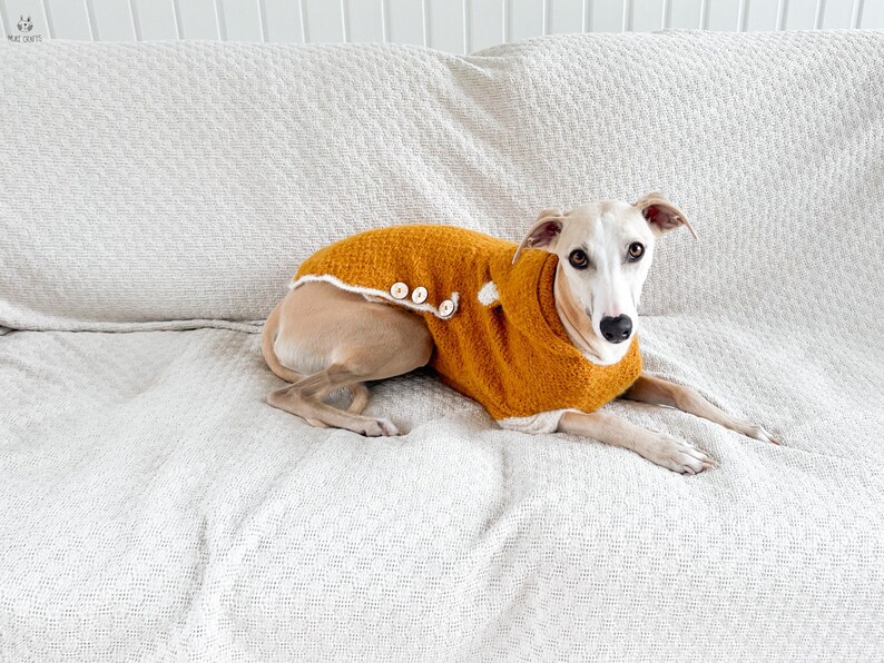 May include: A mustard yellow knitted dog sweater with a white trim along the edges and three small light-colored buttons on the side. The sweater features a textured knit pattern and is worn by a light-colored dog with large, expressive brown eyes.