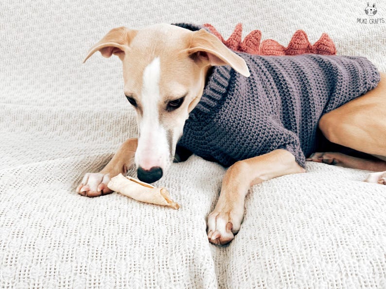 May include: A dog wearing a dark gray crocheted sweater with a ribbed collar and a row of soft, coral-colored triangular spikes along the back. The sweater features a textured stitch pattern and covers the torso, leaving the legs and tail free.