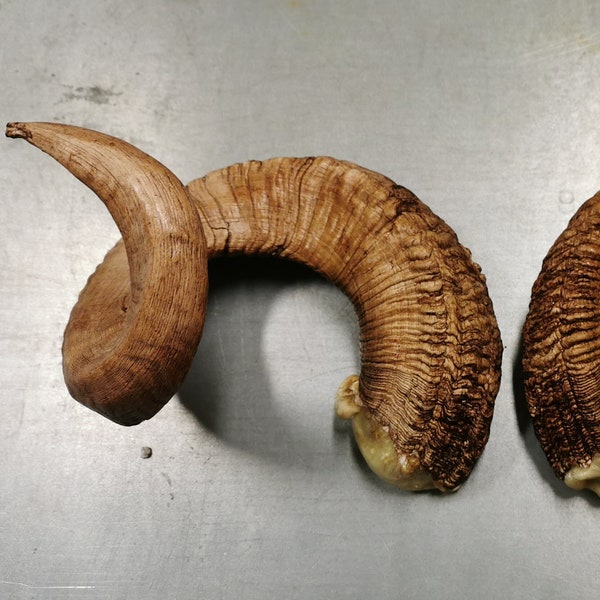 Replica Large Sheep Ram Horns