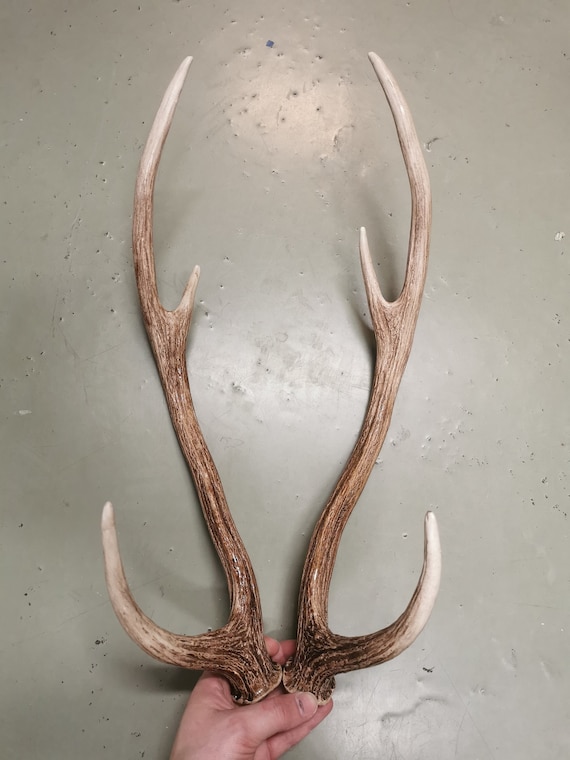 Replica Chital Axis Deer Antlers - Etsy Canada