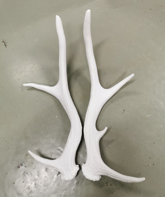 Small 2024 reindeer antlers