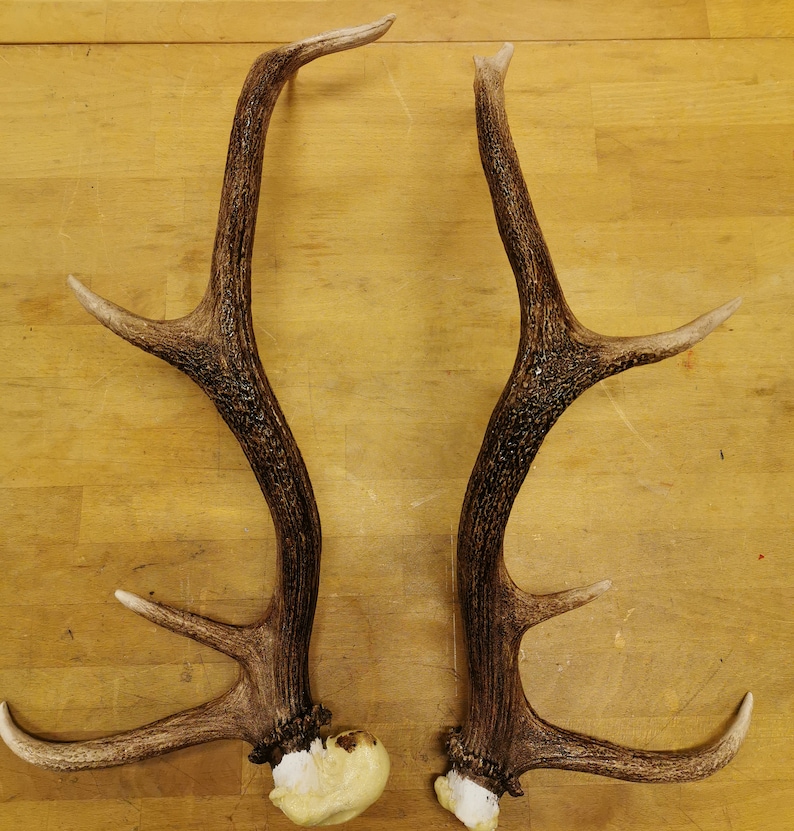 Large Red Deer Antler Replicas Large Red Deer Antler Replicas