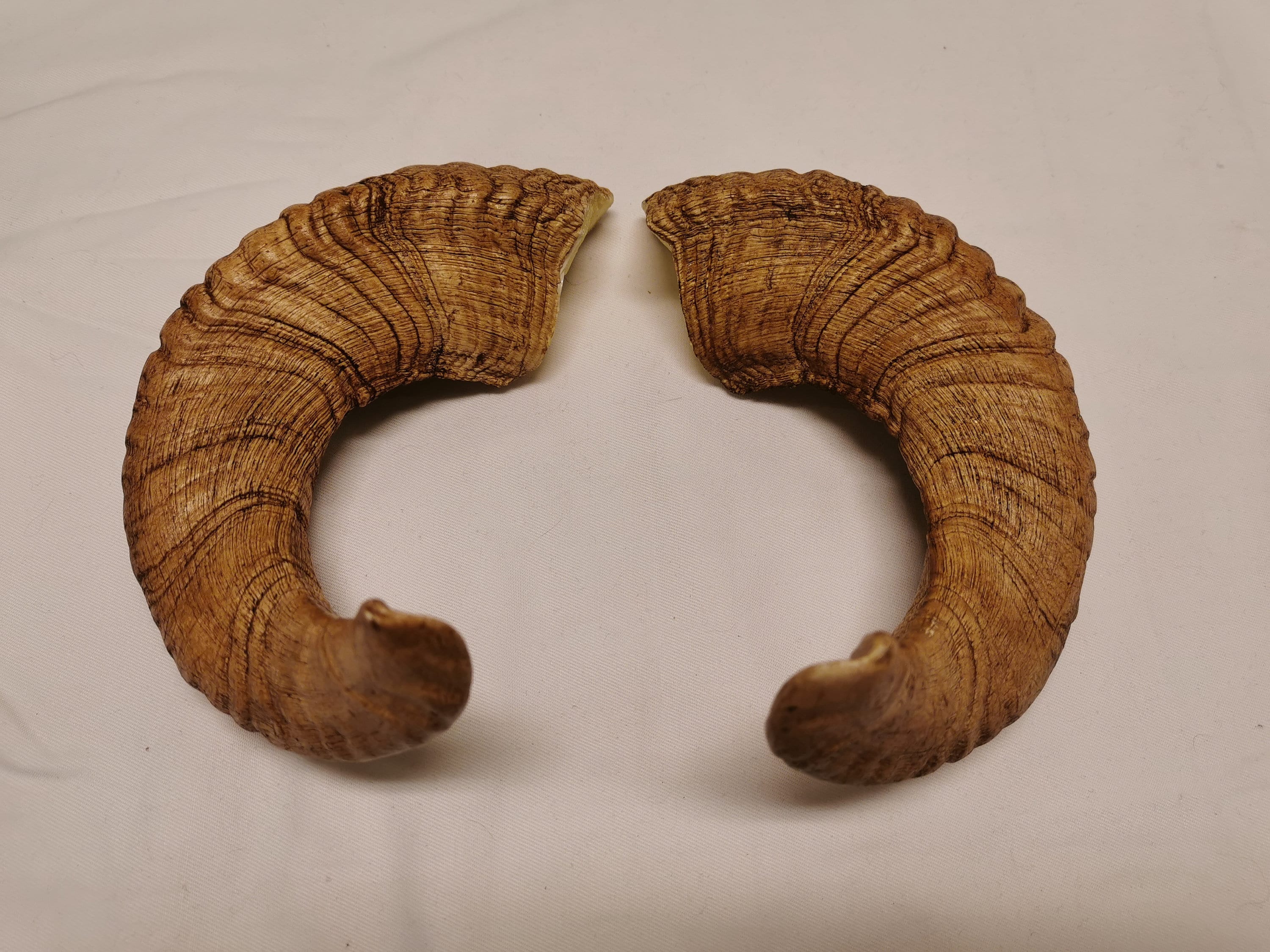 Stained Natural Small Sheep Horn Replicas READY TO SHIP Etsy