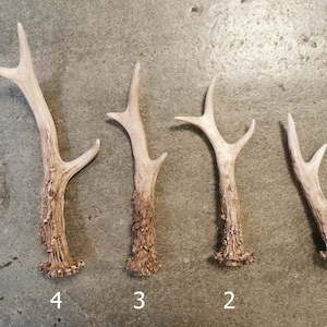 Roe Deer Antler Replicas