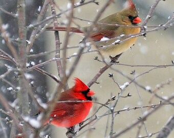 Cardinal Family