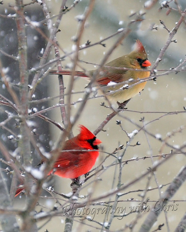 Cardinal Family image 1