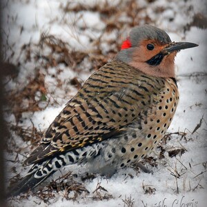Northern Flicker